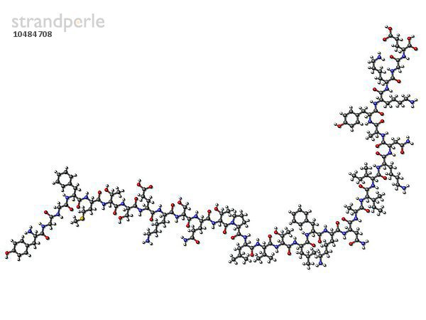 Beta-Endorphin  molekulares Modell. Dieser Neurotransmitter bewirkt eine Unempfindlichkeit gegenüber Schmerzen und ein Gefühl des Wohlbefindens. Die Atome sind als Kugeln dargestellt und farblich codiert: Kohlenstoff (grau)  Wasserstoff (weiß)  Sauerstoff (rot)  Stickstoff (blau) und Schwefel (gelb). Beta-Endorphin-Molekül