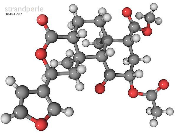 Salvinorin A Droge  molekulares Modell. Dies ist die stärkste natürlich vorkommende psychoaktive Verbindung  die bekannt ist. Sie ist in den Blättern des Wünschelrutenbaums (Salvia divinorum) enthalten. Die Atome sind als Kugeln dargestellt und farblich kodiert: Kohlenstoff (grau)  Wasserstoff (weiß) und Sauerstoff (rot). Molekül der Droge Salvinorin A