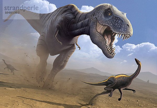 Computergrafik eines Tyrannosaurus rex-Dinosauriers  der einen Ornithomimus-Dinosaurier jagt. T. rex war einer der größten fleischfressenden Dinosaurier. Er war etwa 6 Meter groß und wog etwa 7 Tonnen. T. rex lebte in Nordamerika und Asien während der späten Kreidezeit  vor 85 bis 65 Millionen Jahren. Der Kopf ist kräftig gebaut und hat die scharfen Zähne eines Raubtiers. Man nimmt an  dass T. rex seine Nahrung sowohl geplündert als auch gejagt hat. Der Ornithomimus-Dinosaurier war etwa 6 Meter lang und 2 Meter hoch. Er war ein Allesfresser. Er war schnell und wendig und erreichte vermutlich eine Geschwindigkeit von bis zu 70 Kilometern pro Stunde. Er lebte vor 76-65 Millionen Jahren. Kunstwerk eines Tyrannosaurus rex bei der Jagd
