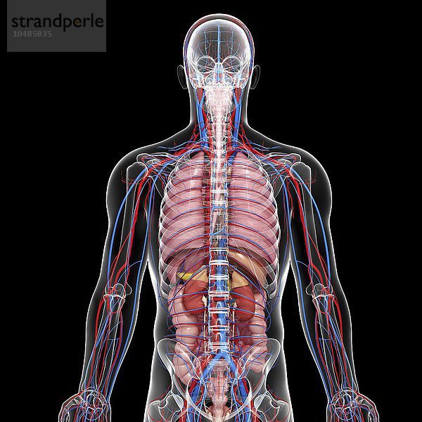 Menschliche Anatomie  Computerkunstwerk Menschliche Anatomie  Kunstwerk