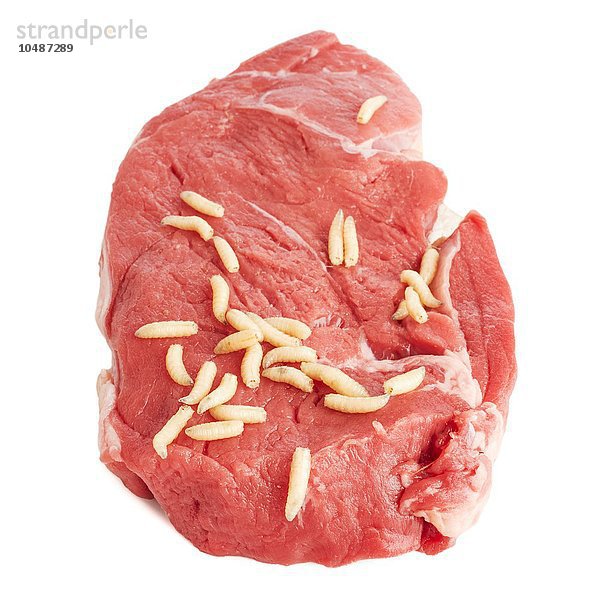 Maden (Ordnung Diptera) auf Fleisch Maden auf Fleisch