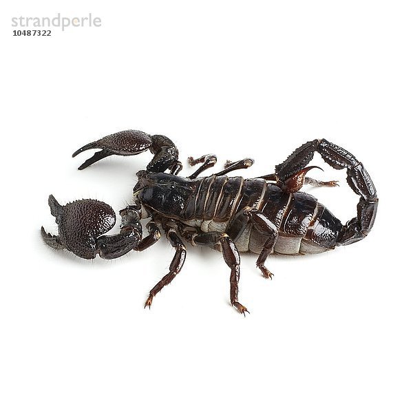 Kaiserlicher Skorpion (Pandinus imperator) Kaiserlicher Skorpion