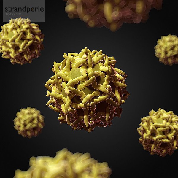 Gelbfiebervirus  Computergrafik Gelbfiebervirus  Grafik