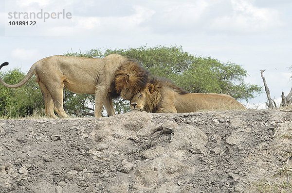 Afrika  Tansania  Ngorongoro Conservation Area (NCA)  Löwe und Löwin in der Savanne Löwe und Löwin