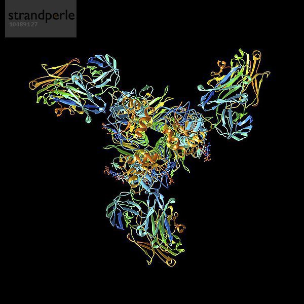Hämagglutinin  virales Oberflächenprotein. Molekulares Modell von Hämagglutinin  einem Oberflächenprotein des Influenzavirus  im Komplex mit einem neutralisierenden Antikörper. Hämagglutinin befindet sich auf der Oberfläche vieler Bakterien und Viren  insbesondere des Influenzavirus. Seine Funktion besteht darin  an die Oberfläche seiner Zielzelle zu binden und die viralen Gene in die Zelle einzuschleusen  wo die Replikation stattfindet. Das Protein besteht aus drei identischen Untereinheiten  die einen bauchigen Kopf haben  der auf einem langen Stiel sitzt. Die Farben dieses Moleküls zeigen die Untereinheiten  wobei der Kopfbereich jeder Untereinheit anders gefärbt ist als der Stiel. Es sind 16 verschiedene Arten von Hämagglutinin bekannt  die mit 1-16 nummeriert sind. H1  H2 und H3 kommen in menschlichen Grippeviren vor  die übrigen befallen hauptsächlich Vögel  obwohl der H5N1-Grippestamm bereits Dutzende von Menschen getötet hat. Hämagglutinin-Virusoberflächenprotein