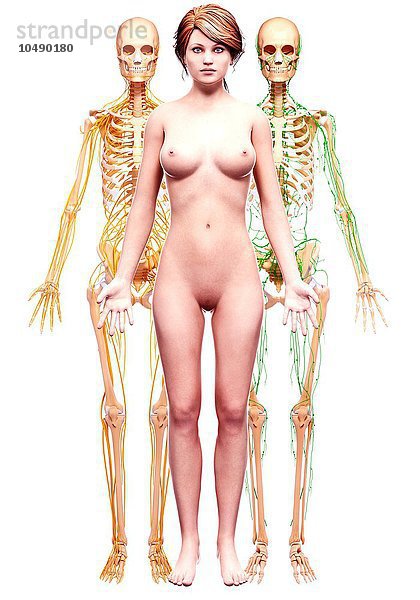 Weibliche Anatomie  Computerkunstwerk Weibliche Anatomie  Kunstwerk