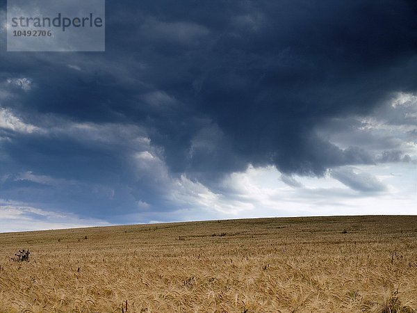 Gewitterwolken über einem Weizenfeld in Kansas  USA Gewitterwolken