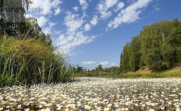 Wasserblumen auf der Oberfläche eines Teichs Wasserblumen