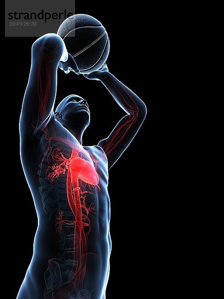 Männliches kardiovaskuläres System  Computerbild Männliches kardiovaskuläres System  Kunstwerk