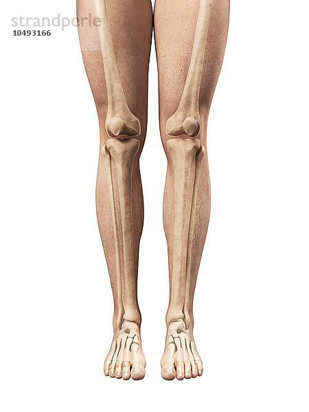Anatomie der Beine  Computergrafik Anatomie der Beine  Kunstwerk