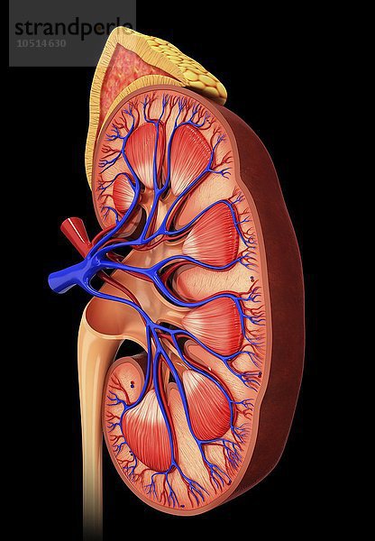 Menschliche Niere  ausgeschnittene Computergrafik Menschliche Niere  grafische Darstellung