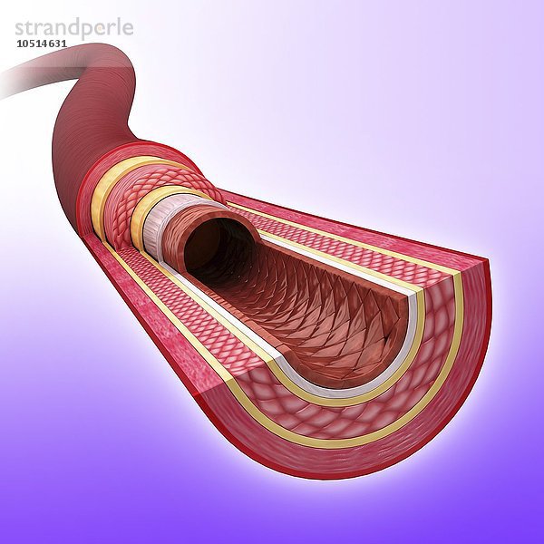 Menschliche Arterie  ausgeschnittene Computergrafik Menschliche Arterie  Kunstwerk