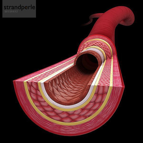 Menschliche Arterie  ausgeschnittene Computergrafik Menschliche Arterie  Kunstwerk