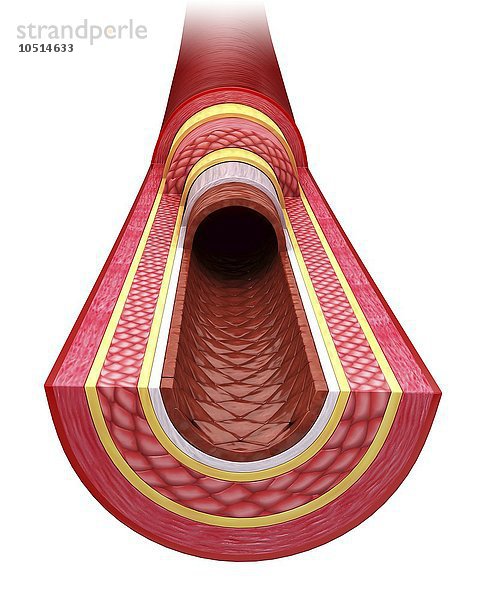 Menschliche Arterie  ausgeschnittene Computergrafik Menschliche Arterie  Kunstwerk