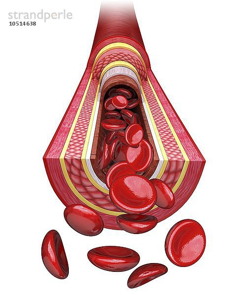 Menschliche Arterie  ausgeschnittene Computergrafik Menschliche Arterie  Kunstwerk