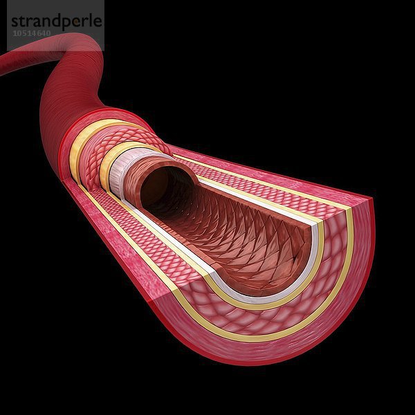 Menschliche Arterie  ausgeschnittene Computergrafik Menschliche Arterie  Kunstwerk