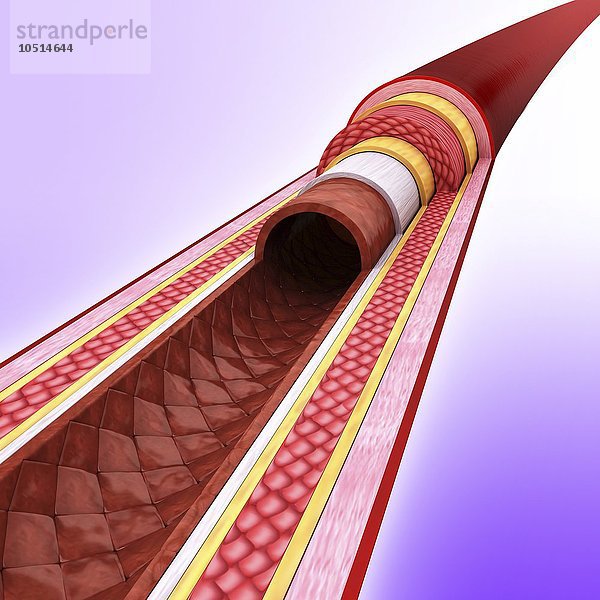 Menschliche Arterie  ausgeschnittene Computergrafik Menschliche Arterie  Kunstwerk