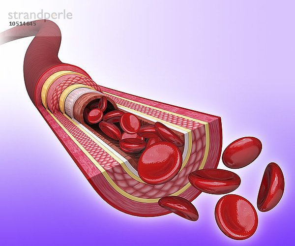 Menschliche Arterie  ausgeschnittene Computergrafik Menschliche Arterie  Kunstwerk