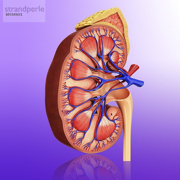 Menschliche Niere  ausgeschnittene Computergrafik Menschliche Niere  grafische Darstellung