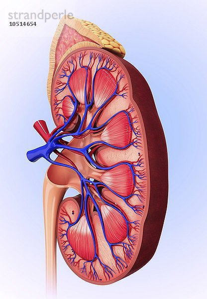 Menschliche Niere  ausgeschnittene Computergrafik Menschliche Niere  grafische Darstellung