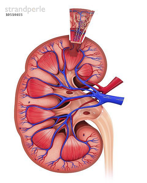 Menschliche Niere  ausgeschnittene Computergrafik Menschliche Niere  grafische Darstellung