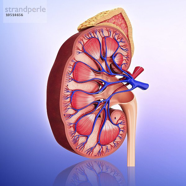 Menschliche Niere  ausgeschnittene Computergrafik Menschliche Niere  Kunstwerk