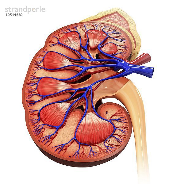 Menschliche Niere  ausgeschnittene Computergrafik Menschliche Niere  grafische Darstellung