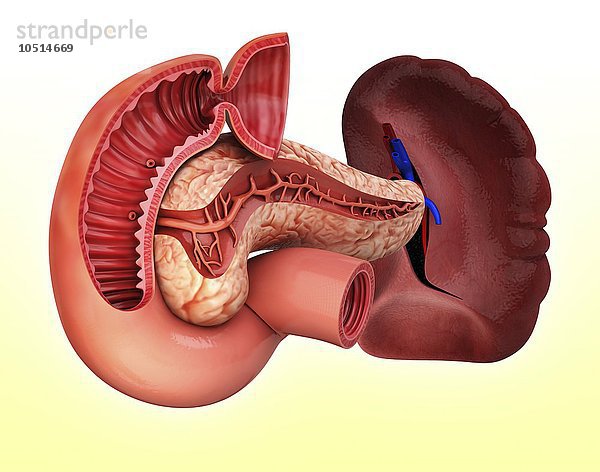 Menschliche Bauchspeicheldrüse  ausgeschnittenes Computerbild Menschliche Bauchspeicheldrüse  Kunstwerk