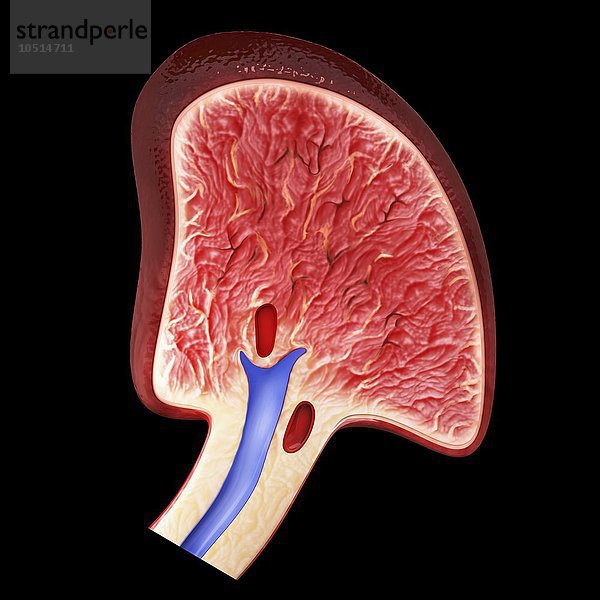 Menschliche Milz  ausgeschnittene Computergrafik Menschliche Milz  Kunstwerk