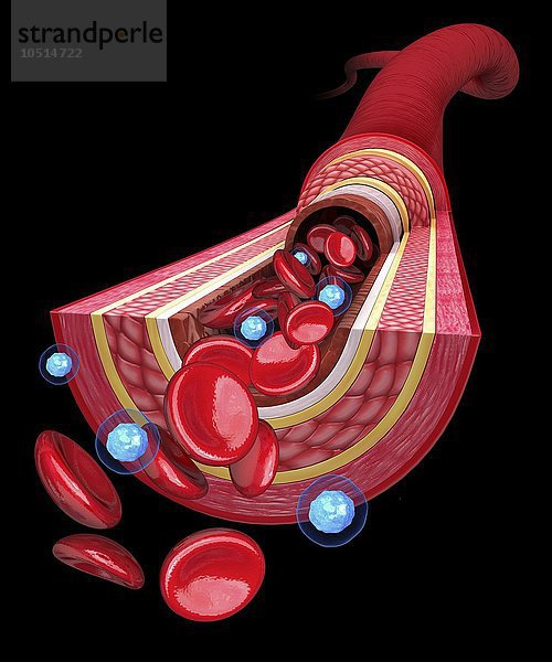 Menschliche Arterie  ausgeschnittene Computergrafik Menschliche Arterie  Kunstwerk