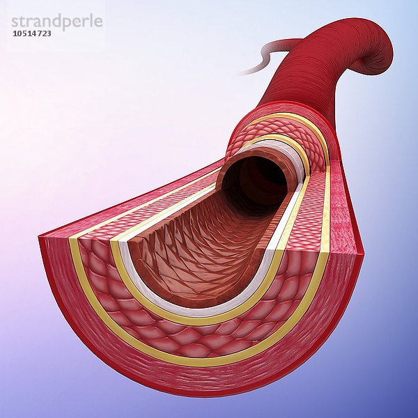 Menschliche Arterie  ausgeschnittene Computergrafik Menschliche Arterie  Kunstwerk