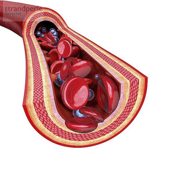 Menschliche Arterie  ausgeschnittene Computergrafik Menschliche Arterie  Kunstwerk