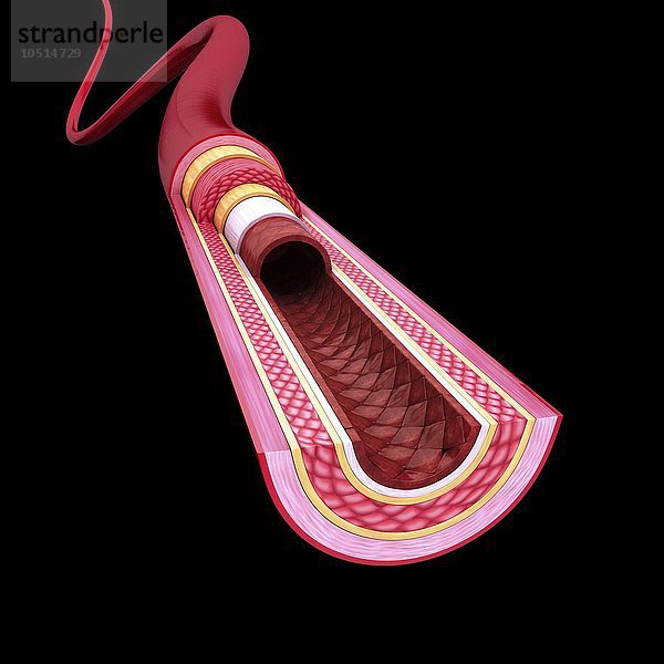 Menschliche Arterie  ausgeschnittene Computergrafik Menschliche Arterie  Kunstwerk