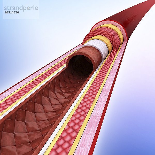 Menschliche Arterie  ausgeschnittene Computergrafik Menschliche Arterie  Kunstwerk