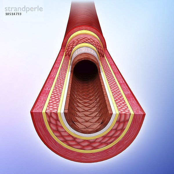 Menschliche Arterie  ausgeschnittene Computergrafik Menschliche Arterie  Kunstwerk