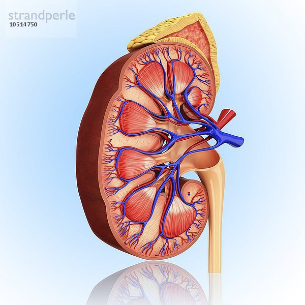 Menschliche Niere  ausgeschnittene Computergrafik Menschliche Niere  Kunstwerk
