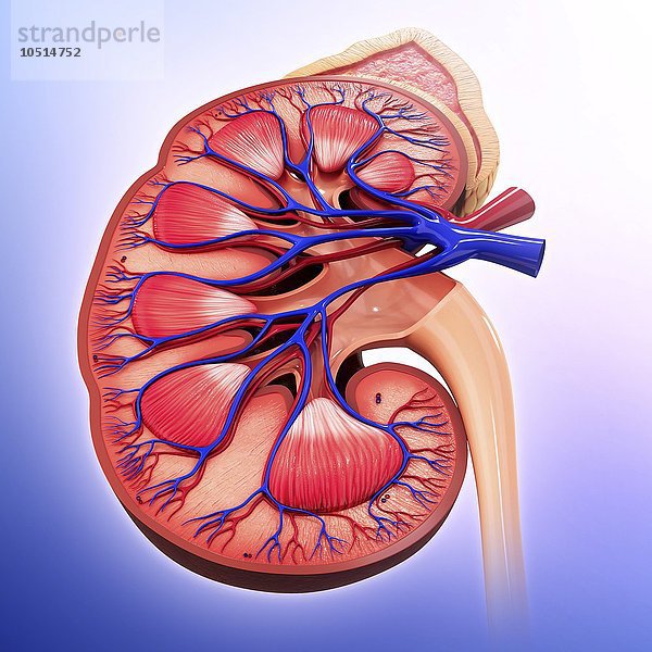 Menschliche Niere  ausgeschnittene Computergrafik Menschliche Niere  grafische Darstellung