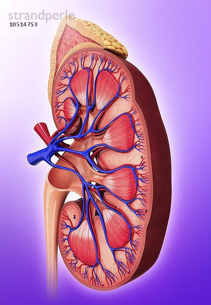 Menschliche Niere  ausgeschnittene Computergrafik Menschliche Niere  Kunstwerk