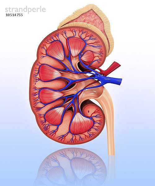 Menschliche Niere  ausgeschnittene Computergrafik Menschliche Niere  grafische Darstellung