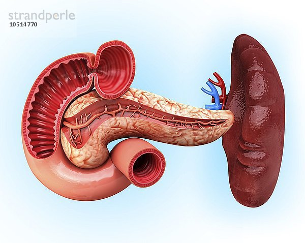 Menschliche Bauchspeicheldrüse  ausgeschnittenes Computerbild Menschliche Bauchspeicheldrüse  Kunstwerk