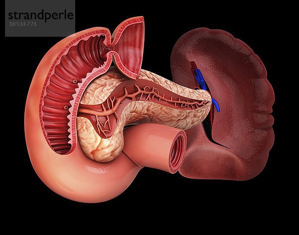 Menschliche Bauchspeicheldrüse  ausgeschnittenes Computerbild Menschliche Bauchspeicheldrüse  Kunstwerk