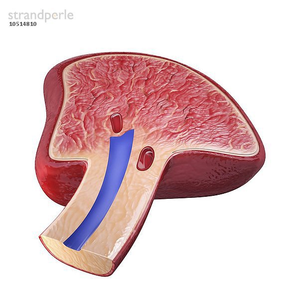 Menschliche Milz  ausgeschnittene Computergrafik Menschliche Milz  Kunstwerk