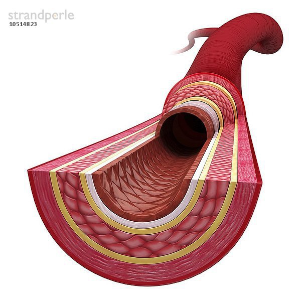 Menschliche Arterie  ausgeschnittene Computergrafik Menschliche Arterie  Kunstwerk