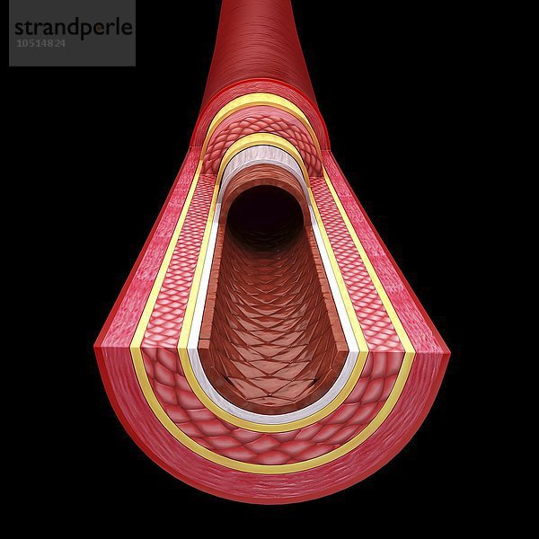 Menschliche Arterie  ausgeschnittene Computergrafik Menschliche Arterie  Kunstwerk