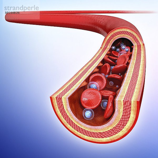 Menschliche Arterie  ausgeschnittene Computergrafik Menschliche Arterie  Kunstwerk