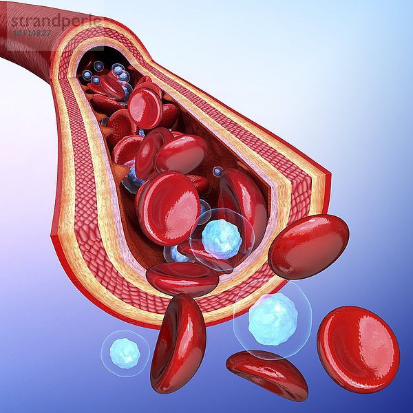 Menschliche Arterie  ausgeschnittene Computergrafik Menschliche Arterie  Kunstwerk