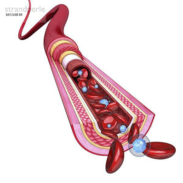 Menschliche Arterie  ausgeschnittene Computergrafik Menschliche Arterie  Kunstwerk