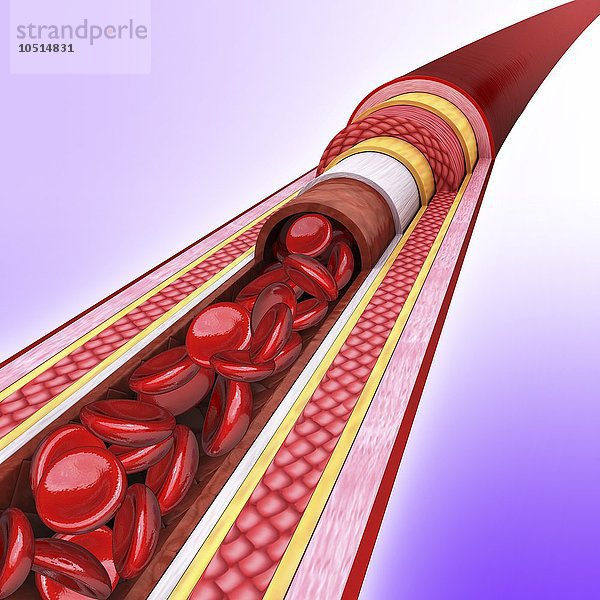 Menschliche Arterie  ausgeschnittene Computergrafik Menschliche Arterie  Kunstwerk