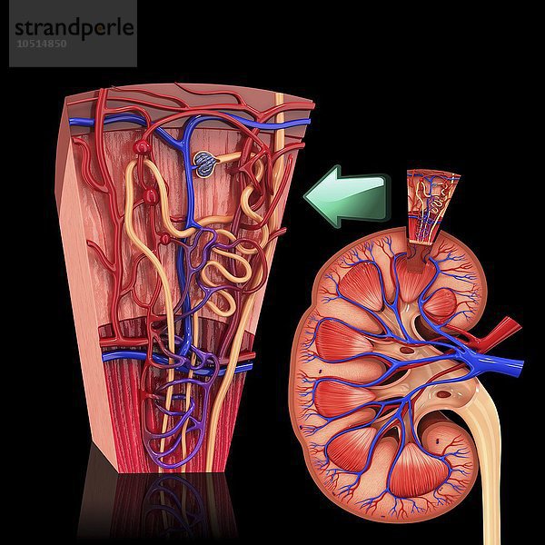 Menschliches Nierennephron  Computerbild zum Ausschneiden Menschliches Nierennephron  Kunstwerk