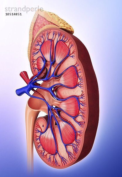 Menschliche Niere  ausgeschnittene Computergrafik Menschliche Niere  grafische Darstellung